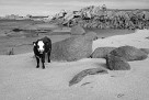 Beach Cow - Scilly