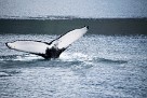 Humpback Whale, Eyjafjordur