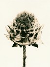 Artichoke